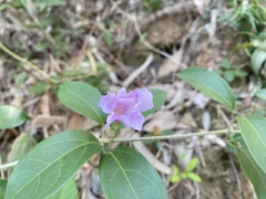 Mansoa alliacea