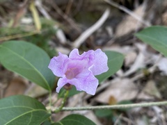 Mansoa alliacea