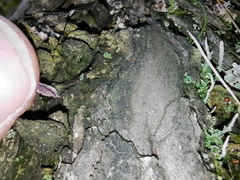 Trichaptum fuscoviolaceum