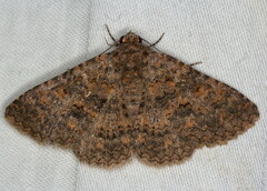 Heteropalpia cortytoides