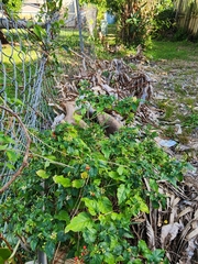 Rivina humilis