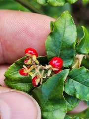 Rivina humilis