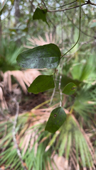Smilax auriculata