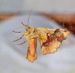 Garaeus
