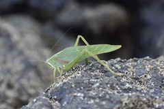 Philophyllia guttulata