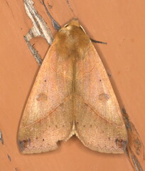 Hypanua xylina