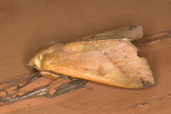 Hypanua xylina