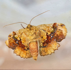 Garaeus