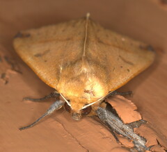 Hypanua xylina