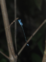 Lestes praemorsus