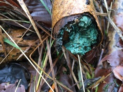 Chlorociboria