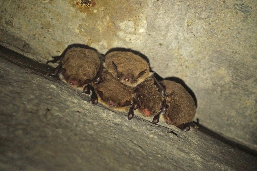 Mouse Eared Bats In January 2023 By Stepdi INaturalist   Large 