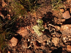 Raphionacme galpinii