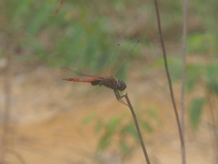 Tramea transmarina