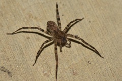 Acanthoctenus