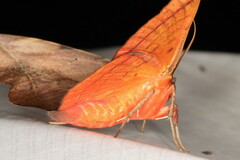 Hypopyra capensis