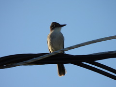 Tyrannus caudifasciatus