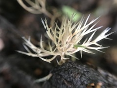 Pterula subulata