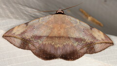 Hypopyra capensis