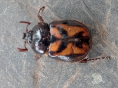 Oryctomorphus bimaculatus