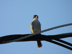 Tyrannus caudifasciatus