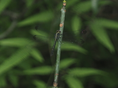 Cratilla lineata