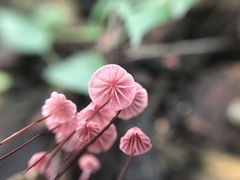 Marasmius haematocephalus
