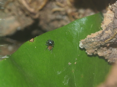 Nannenus syrphus