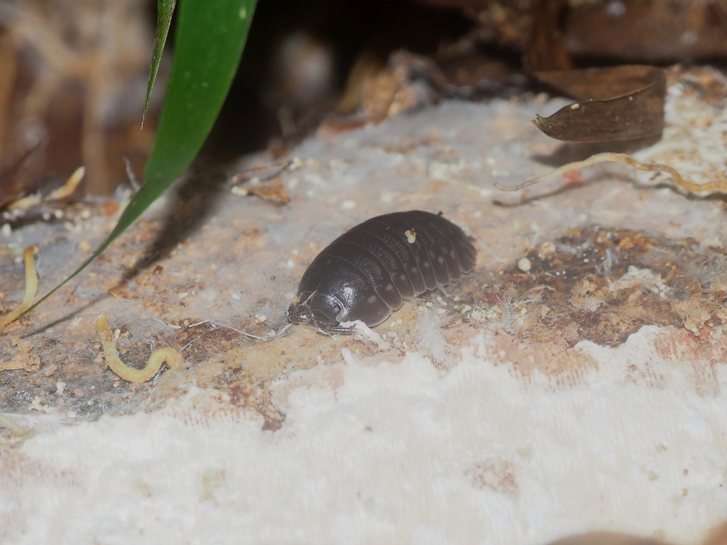 Adinda malaccensis (Adinda malaccensis)