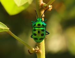 Chrysocoris