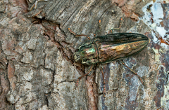 Chalcophora mariana massiliensis