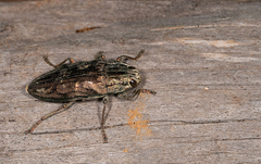 Chalcophora mariana massiliensis