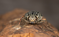 Chalcophora mariana massiliensis