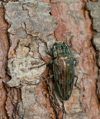 Chalcophora mariana massiliensis