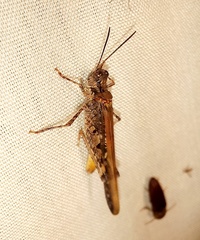 Acrotylus