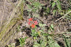 Oxypetalum coccineum