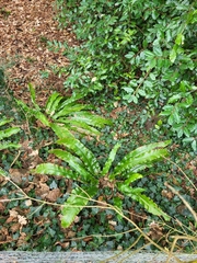 Asplenium scolopendrium scolopendrium