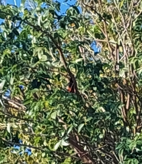 Melanerpes aurifrons