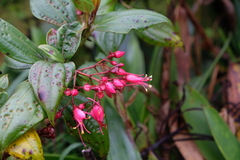 Miconia coccinea