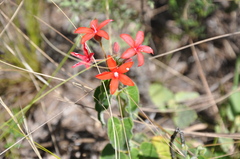 Oxypetalum coccineum
