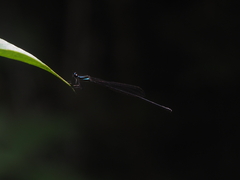 Prodasineura collaris