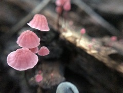 Marasmius haematocephalus