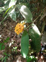 Saraca
