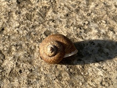 Cyclophorus punctatus