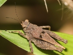 Tetrigoidea