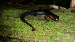 Plethodon jordani