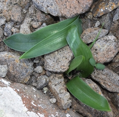 Prospero obtusifolium