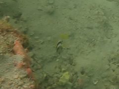 Acanthopagrus catenula