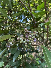 Daphniphyllum calycinum