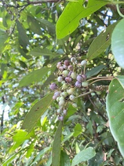 Daphniphyllum calycinum